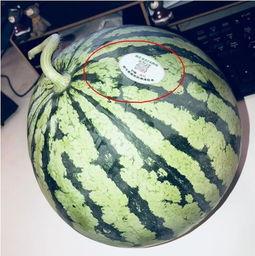 无偿吃瓜网红,揭秘无偿吃瓜网红的趣味人生