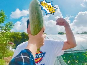 无偿吃瓜网红,揭秘无偿吃瓜网红的趣味人生