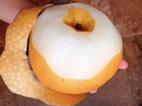 寒露不吃瓜只吃果都是什么瓜,揭秘寒露不吃瓜只吃果的奥秘