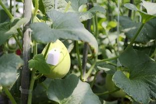 玉姑瓜咋吃,玉姑瓜的多样食用方法与美味体验