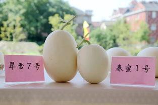 玉姑瓜咋吃,玉姑瓜的多样食用方法与美味体验