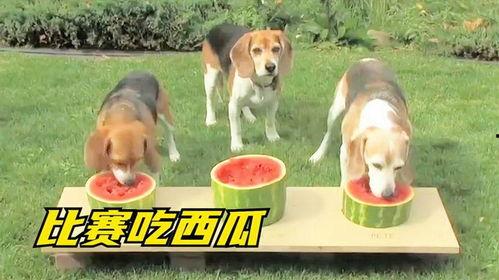 狗子吃瓜群众,揭秘网络时代的“吃瓜”现象