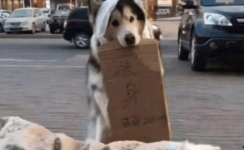 狗子吃瓜群众,揭秘网络时代的“吃瓜”现象