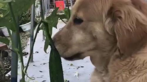 狗子吃瓜群众,揭秘网络时代的“吃瓜”现象