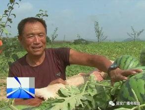 订车吃瓜,揭秘汽车行业背后的趣味故事