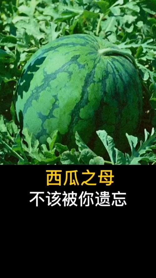 先干活再吃瓜,再品人生瓜果——奋斗者的成长之路