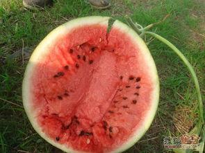 先干活再吃瓜,再品人生瓜果——奋斗者的成长之路