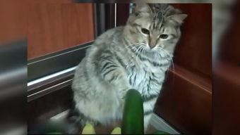 猫咪吃手瓜,揭秘猫咪的独特美食偏好