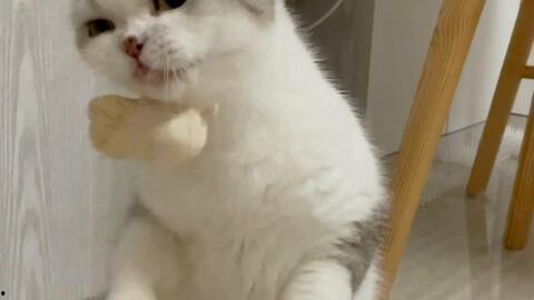 猫咪吃手瓜,揭秘猫咪的独特美食偏好