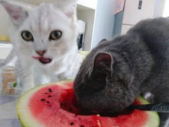 猫咪吃手瓜,揭秘猫咪的独特美食偏好