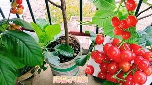 嫩小瓜煮多久可以吃,恰到好处的美味