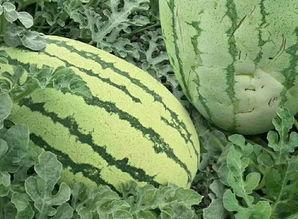 老公吃瓜的样子,揭秘老公吃瓜的狂热瞬间