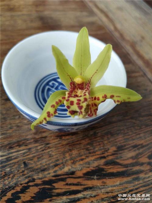 猫咪吃兰瓜,一场意外的健康冒险