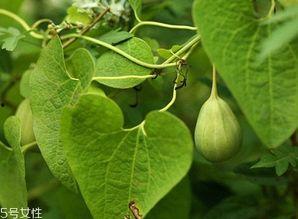 吃梢瓜减肥,开启健康瘦身之旅