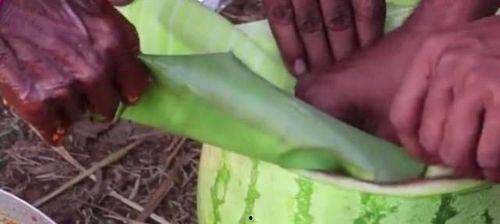 扔瓜给鸡吃,扔瓜给鸡吃的趣味日常