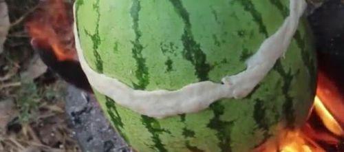 扔瓜给鸡吃,扔瓜给鸡吃的趣味日常