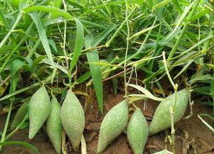 梦见吃地梢瓜,揭秘地梢瓜的神秘寓意