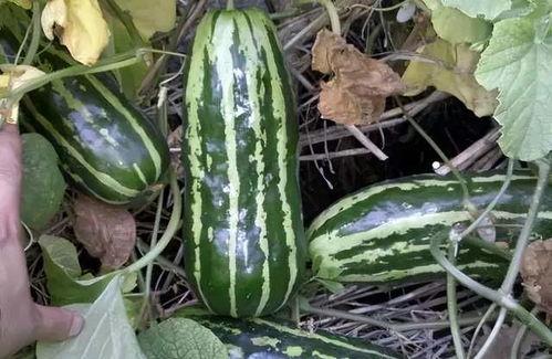 梦见吃地梢瓜,揭秘地梢瓜的神秘寓意