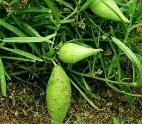 梦见吃地梢瓜,揭秘地梢瓜的神秘寓意