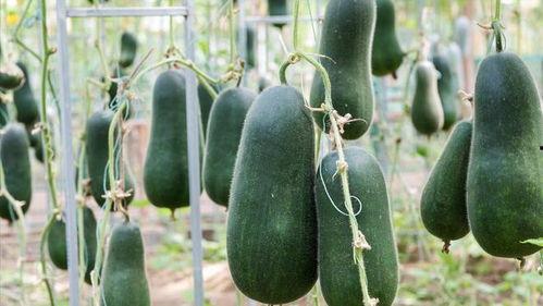 末伏吃瓜,探寻传统习俗中的夏日清凉