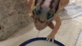 大头吃小瓜,趣味盎然的美食之旅