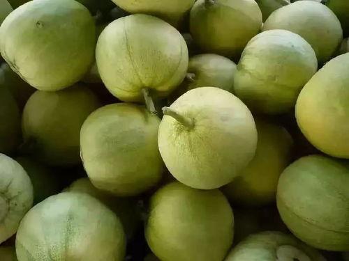 大头吃小瓜,趣味盎然的美食之旅