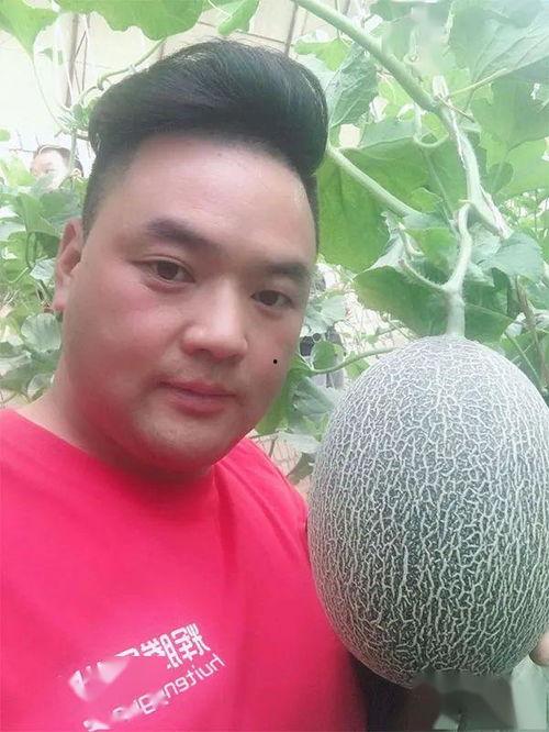 我说吃瓜哈密瓜,尽享哈密瓜的甘甜与清凉