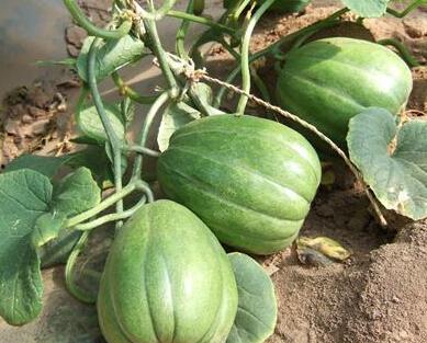 吃瓜吃到毒,揭秘网络谣言的传播与危害