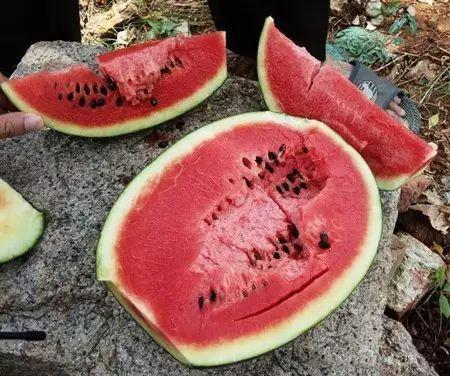 吃瓜吃到毒,揭秘网络谣言的传播与危害