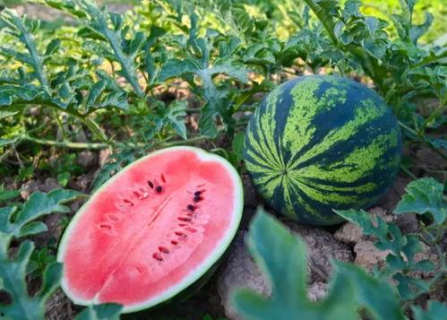 吃瓜的吃瓜的第n天,围观背后的故事与思考