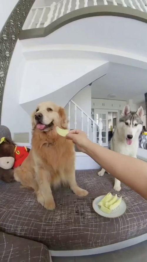 吃瓜狗子,揭秘娱乐圈背后的真实故事