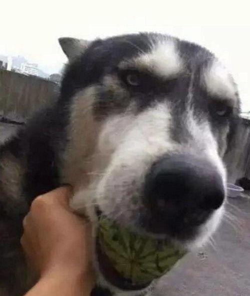 吃瓜狗子,揭秘娱乐圈背后的真实故事