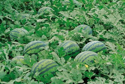 后院听雨前门吃瓜,后院听雨，前门品瓜的惬意时光