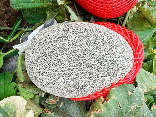 吃瓜的书,揭秘娱乐圈背后的秘密与真相