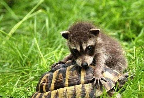 浣熊吃哈密瓜,一场自然界的味蕾之旅