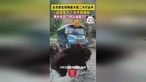 吃瓜的熊二,揭秘娱乐圈那些事儿