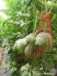 融悦公园吃瓜,消暑解闷好去处