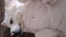 吃瓜之声,吃瓜之声带你领略幕后风云