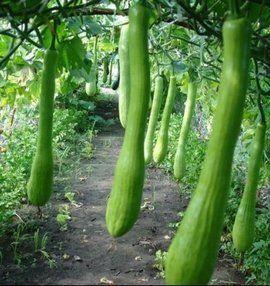 农女吃瓜,吃瓜也能吃出幸福生活