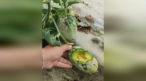 什么动物吃地里瓜,揭示地瓜天敌的神秘面纱