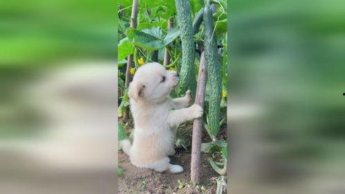 什么动物吃地里瓜,揭示地瓜天敌的神秘面纱