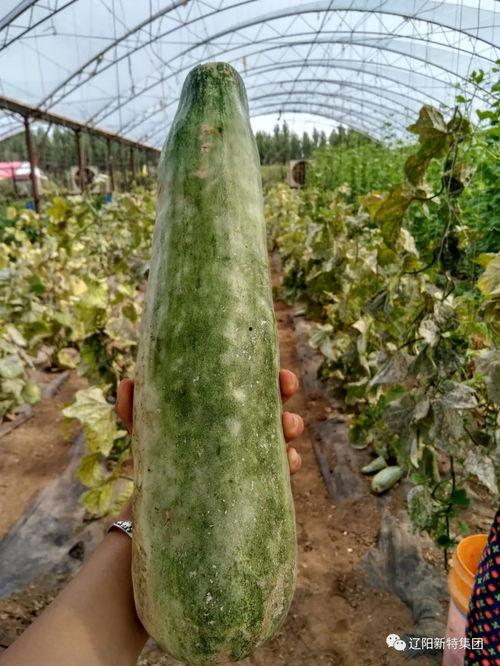 带你吃瓜老照片,带你回顾带你吃瓜老照片