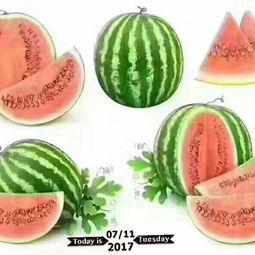 吃瓜雪琴,揭秘娱乐圈的“瓜田”趣事