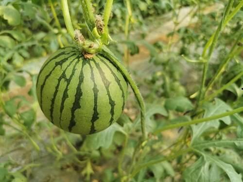 红日本瓜怎么吃,解锁夏日清新美味