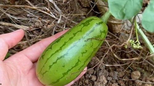 这个夏天有瓜吃,尽享清凉美味