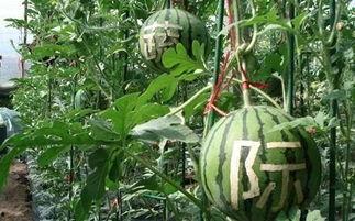 销售楼吃瓜,揭秘职场八卦背后的真相