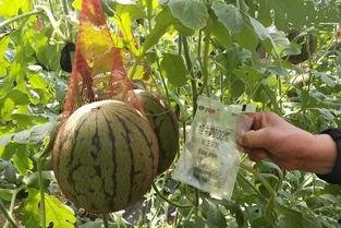 销售楼吃瓜,揭秘职场八卦背后的真相