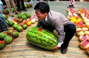 民勤瓜乡吃瓜比赛视频,瓜王争霸，欢乐盛宴一触即发