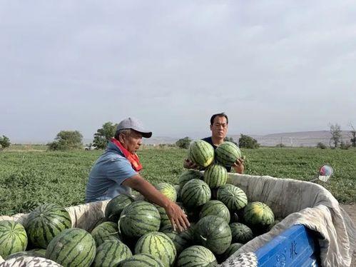 民勤瓜乡吃瓜比赛视频,瓜王争霸，欢乐盛宴一触即发