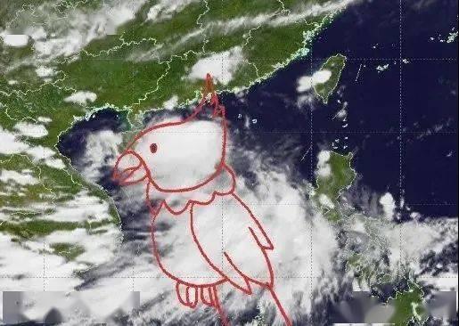 台风鹦鹉吃瓜完整视频,一场惊心动魄的吃瓜盛宴